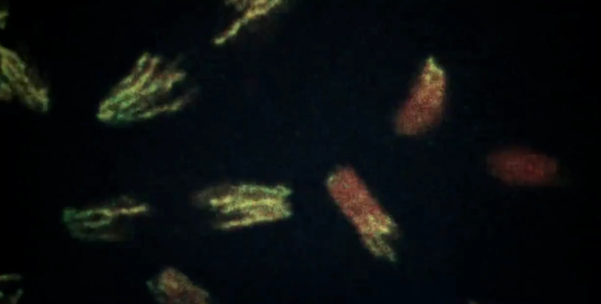 Carbon-X, le modèle ADN ouvert de Hugging Face qui tourne 1800 fois moins cher
